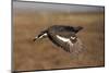 Black Grouse (Tetrao Tetrix) Male in Flight at Lek, Cairngorms Np, Grampian, Scotland, UK, April-Mark Hamblin-Mounted Photographic Print