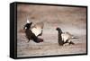 Black Grouse (Tetrao Tetrix) Males Displaying at Lek, Cairngorms Np, Grampian, Scotland-Mark Hamblin-Framed Stretched Canvas