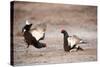 Black Grouse (Tetrao Tetrix) Males Displaying at Lek, Cairngorms Np, Grampian, Scotland-Mark Hamblin-Stretched Canvas