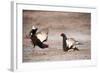 Black Grouse (Tetrao Tetrix) Males Displaying at Lek, Cairngorms Np, Grampian, Scotland-Mark Hamblin-Framed Photographic Print