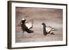 Black Grouse (Tetrao Tetrix) Males Displaying at Lek, Cairngorms Np, Grampian, Scotland-Mark Hamblin-Framed Photographic Print