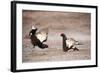 Black Grouse (Tetrao Tetrix) Males Displaying at Lek, Cairngorms Np, Grampian, Scotland-Mark Hamblin-Framed Photographic Print