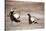 Black Grouse (Tetrao Tetrix) Males Displaying at Lek, Cairngorms Np, Grampian, Scotland-Mark Hamblin-Stretched Canvas