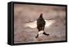 Black Grouse (Tetrao Tetrix) Males Displaying Flutter Jump at Lek, Cairngorms Np, Scotland, UK-Mark Hamblin-Framed Stretched Canvas