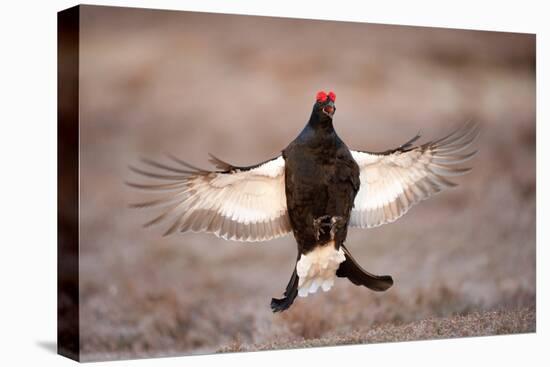 Black Grouse (Tetrao Tetrix) Males Displaying Flutter Jump at Lek, Cairngorms Np, Scotland, UK-Mark Hamblin-Stretched Canvas