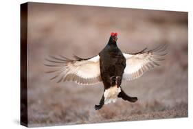 Black Grouse (Tetrao Tetrix) Males Displaying Flutter Jump at Lek, Cairngorms Np, Scotland, UK-Mark Hamblin-Stretched Canvas