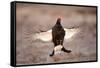 Black Grouse (Tetrao Tetrix) Males Displaying Flutter Jump at Lek, Cairngorms Np, Scotland, UK-Mark Hamblin-Framed Stretched Canvas