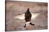 Black Grouse (Tetrao Tetrix) Males Displaying Flutter Jump at Lek, Cairngorms Np, Scotland, UK-Mark Hamblin-Stretched Canvas