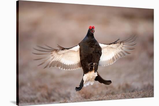 Black Grouse (Tetrao Tetrix) Males Displaying Flutter Jump at Lek, Cairngorms Np, Scotland, UK-Mark Hamblin-Stretched Canvas