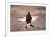 Black Grouse (Tetrao Tetrix) Males Displaying Flutter Jump at Lek, Cairngorms Np, Scotland, UK-Mark Hamblin-Framed Photographic Print