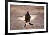 Black Grouse (Tetrao Tetrix) Males Displaying Flutter Jump at Lek, Cairngorms Np, Scotland, UK-Mark Hamblin-Framed Photographic Print