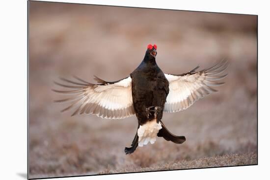 Black Grouse (Tetrao Tetrix) Males Displaying Flutter Jump at Lek, Cairngorms Np, Scotland, UK-Mark Hamblin-Mounted Photographic Print