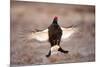 Black Grouse (Tetrao Tetrix) Males Displaying Flutter Jump at Lek, Cairngorms Np, Scotland, UK-Mark Hamblin-Mounted Photographic Print