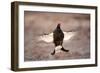 Black Grouse (Tetrao Tetrix) Males Displaying Flutter Jump at Lek, Cairngorms Np, Scotland, UK-Mark Hamblin-Framed Photographic Print