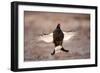 Black Grouse (Tetrao Tetrix) Males Displaying Flutter Jump at Lek, Cairngorms Np, Scotland, UK-Mark Hamblin-Framed Photographic Print