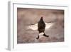 Black Grouse (Tetrao Tetrix) Males Displaying Flutter Jump at Lek, Cairngorms Np, Scotland, UK-Mark Hamblin-Framed Photographic Print