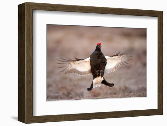 Black Grouse (Tetrao Tetrix) Males Displaying Flutter Jump at Lek, Cairngorms Np, Scotland, UK-Mark Hamblin-Framed Photographic Print