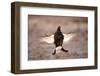 Black Grouse (Tetrao Tetrix) Males Displaying Flutter Jump at Lek, Cairngorms Np, Scotland, UK-Mark Hamblin-Framed Photographic Print