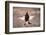 Black Grouse (Tetrao Tetrix) Males Displaying Flutter Jump at Lek, Cairngorms Np, Scotland, UK-Mark Hamblin-Framed Photographic Print