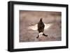 Black Grouse (Tetrao Tetrix) Males Displaying Flutter Jump at Lek, Cairngorms Np, Scotland, UK-Mark Hamblin-Framed Photographic Print