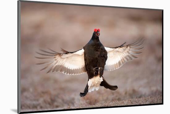 Black Grouse (Tetrao Tetrix) Males Displaying Flutter Jump at Lek, Cairngorms Np, Scotland, UK-Mark Hamblin-Mounted Photographic Print