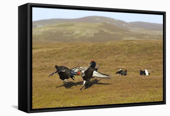 Black Grouse (Tetrao Tetrix) Males Fighting at Lek, Cairngorms Np, Grampian, Scotland, UK, April-Mark Hamblin-Framed Stretched Canvas