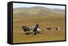 Black Grouse (Tetrao Tetrix) Males Fighting at Lek, Cairngorms Np, Grampian, Scotland, UK, April-Mark Hamblin-Framed Stretched Canvas