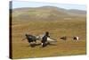 Black Grouse (Tetrao Tetrix) Males Fighting at Lek, Cairngorms Np, Grampian, Scotland, UK, April-Mark Hamblin-Stretched Canvas