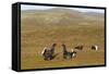 Black Grouse (Tetrao Tetrix) Males Fighting at Lek, Cairngorms Np, Grampian, Scotland, UK, April-Mark Hamblin-Framed Stretched Canvas