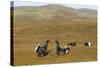 Black Grouse (Tetrao Tetrix) Males Fighting at Lek, Cairngorms Np, Grampian, Scotland, UK, April-Mark Hamblin-Stretched Canvas