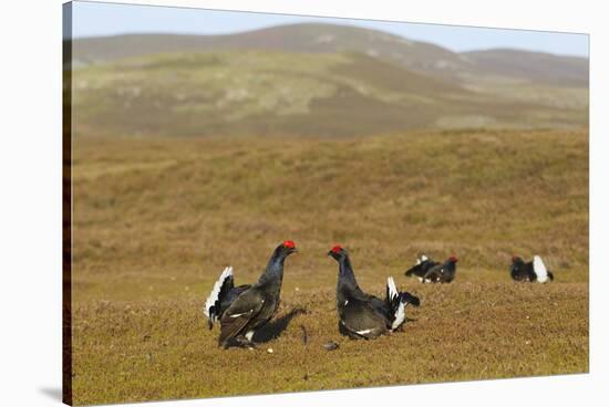 Black Grouse (Tetrao Tetrix) Males Fighting at Lek, Cairngorms Np, Grampian, Scotland, UK, April-Mark Hamblin-Stretched Canvas