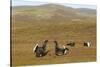 Black Grouse (Tetrao Tetrix) Males Fighting at Lek, Cairngorms Np, Grampian, Scotland, UK, April-Mark Hamblin-Stretched Canvas