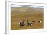 Black Grouse (Tetrao Tetrix) Males Fighting at Lek, Cairngorms Np, Grampian, Scotland, UK, April-Mark Hamblin-Framed Photographic Print