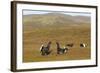 Black Grouse (Tetrao Tetrix) Males Fighting at Lek, Cairngorms Np, Grampian, Scotland, UK, April-Mark Hamblin-Framed Photographic Print