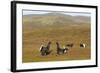 Black Grouse (Tetrao Tetrix) Males Fighting at Lek, Cairngorms Np, Grampian, Scotland, UK, April-Mark Hamblin-Framed Photographic Print