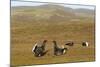 Black Grouse (Tetrao Tetrix) Males Fighting at Lek, Cairngorms Np, Grampian, Scotland, UK, April-Mark Hamblin-Mounted Photographic Print