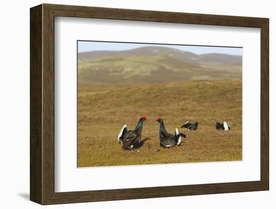 Black Grouse (Tetrao Tetrix) Males Fighting at Lek, Cairngorms Np, Grampian, Scotland, UK, April-Mark Hamblin-Framed Photographic Print