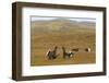 Black Grouse (Tetrao Tetrix) Males Fighting at Lek, Cairngorms Np, Grampian, Scotland, UK, April-Mark Hamblin-Framed Photographic Print