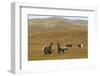 Black Grouse (Tetrao Tetrix) Males Fighting at Lek, Cairngorms Np, Grampian, Scotland, UK, April-Mark Hamblin-Framed Photographic Print