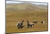 Black Grouse (Tetrao Tetrix) Males Fighting at Lek, Cairngorms Np, Grampian, Scotland, UK, April-Mark Hamblin-Mounted Photographic Print