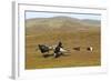 Black Grouse (Tetrao Tetrix) Males Fighting at Lek, Cairngorms Np, Grampian, Scotland, UK, April-Mark Hamblin-Framed Photographic Print