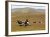 Black Grouse (Tetrao Tetrix) Males Fighting at Lek, Cairngorms Np, Grampian, Scotland, UK, April-Mark Hamblin-Framed Photographic Print