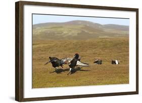 Black Grouse (Tetrao Tetrix) Males Fighting at Lek, Cairngorms Np, Grampian, Scotland, UK, April-Mark Hamblin-Framed Photographic Print
