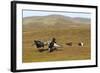 Black Grouse (Tetrao Tetrix) Males Fighting at Lek, Cairngorms Np, Grampian, Scotland, UK, April-Mark Hamblin-Framed Photographic Print