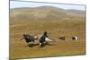 Black Grouse (Tetrao Tetrix) Males Fighting at Lek, Cairngorms Np, Grampian, Scotland, UK, April-Mark Hamblin-Mounted Photographic Print