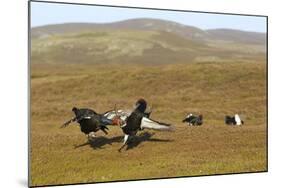 Black Grouse (Tetrao Tetrix) Males Fighting at Lek, Cairngorms Np, Grampian, Scotland, UK, April-Mark Hamblin-Mounted Photographic Print