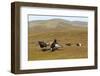 Black Grouse (Tetrao Tetrix) Males Fighting at Lek, Cairngorms Np, Grampian, Scotland, UK, April-Mark Hamblin-Framed Photographic Print