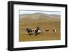 Black Grouse (Tetrao Tetrix) Males Fighting at Lek, Cairngorms Np, Grampian, Scotland, UK, April-Mark Hamblin-Framed Photographic Print