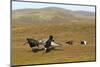 Black Grouse (Tetrao Tetrix) Males Fighting at Lek, Cairngorms Np, Grampian, Scotland, UK, April-Mark Hamblin-Mounted Photographic Print