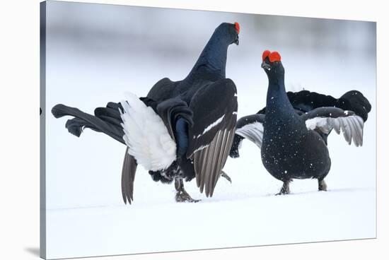 Black Grouse (Tetrao tetrix) males fighting at lek in the snow, Tver, Russia-Sergey Gorshkov-Stretched Canvas